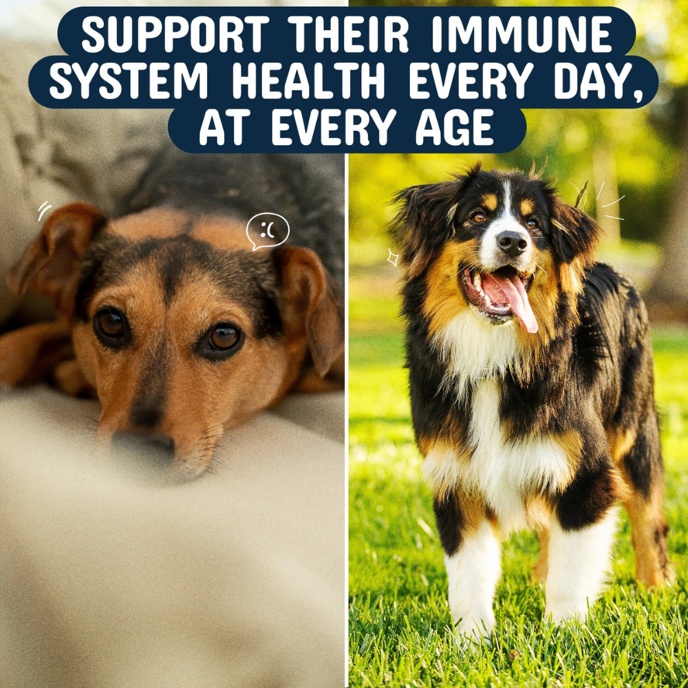 SpryTail — Daily Mushroom Support Chews for Dogs